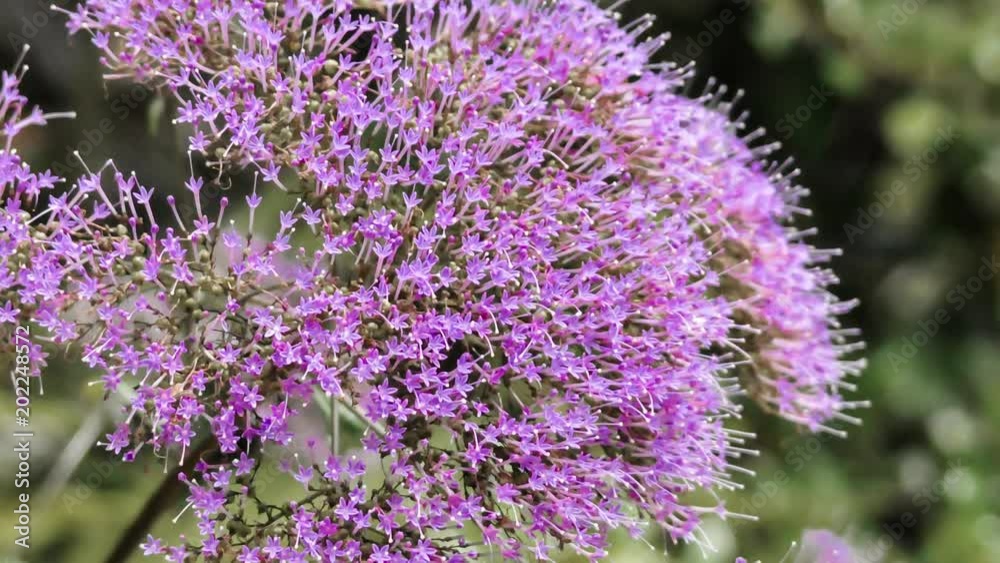 Animação da imagem de uma flor