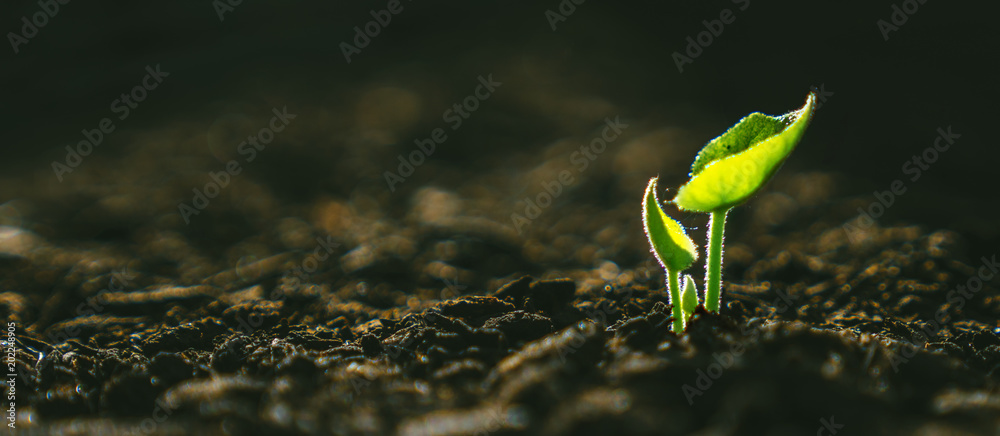 Young Plant Growing In Sunlight - obrazy, fototapety, plakaty 