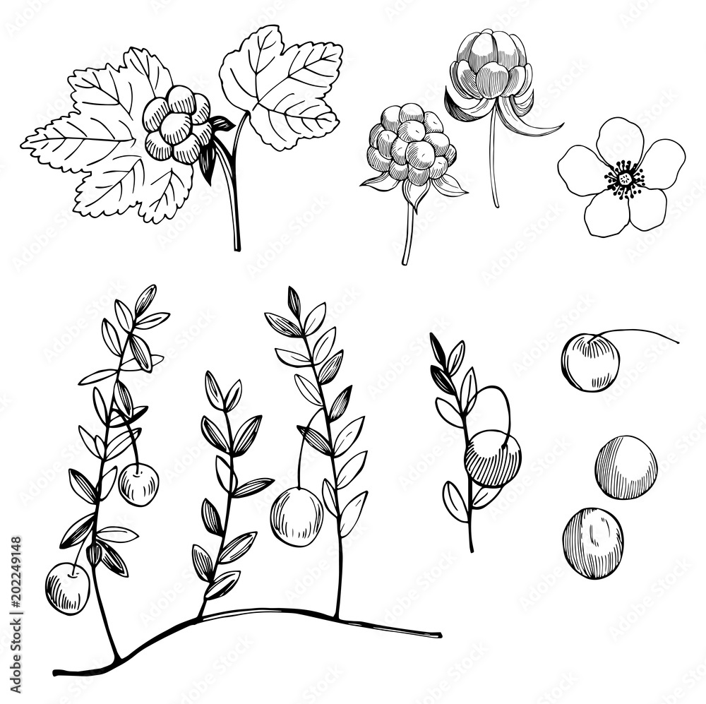Cloudberry and cranberry.Hand drawn forest berry. Vector sketch illustration Cloudberry and cranberry.Hand drawn forest berry. Vector sketch illustration