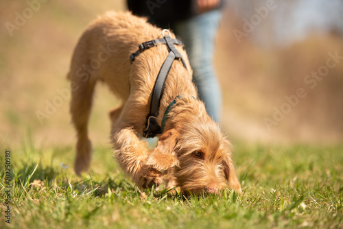 Photos Magyar Vizsla 18 weeks old - Dog puppy is sniffing in the grass and follow a tra