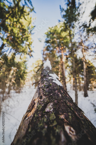 Snowy landscape with orange light photo