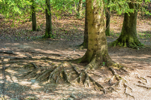Trees with above ground roots. Old trees with roots over the soil ground in a park forest.