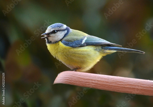 Valokuva tomtit portrait