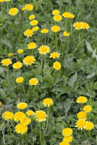 Fototapeta Naklejka Na Ścianę i Meble -  Meadow with flowering Dandelions 