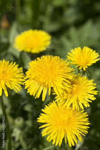 Fototapeta Naklejka Na Ścianę i Meble -  Meadow with flowering Dandelions 