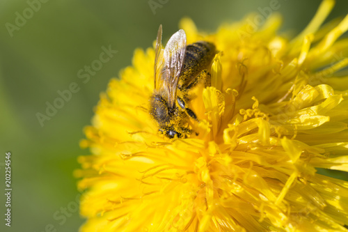 Fototapeta Naklejka Na Ścianę i Meble -  Meadow with flowering Dandelions 