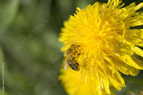 Fototapeta Naklejka Na Ścianę i Meble -  Meadow with flowering Dandelions 