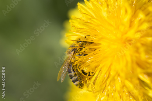 Fototapeta Naklejka Na Ścianę i Meble -  Meadow with flowering Dandelions 