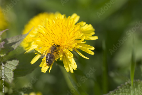 Fototapeta Naklejka Na Ścianę i Meble -  Meadow with flowering Dandelions 