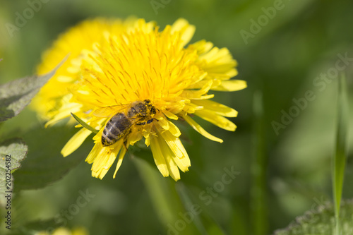 Fototapeta Naklejka Na Ścianę i Meble -  Meadow with flowering Dandelions 