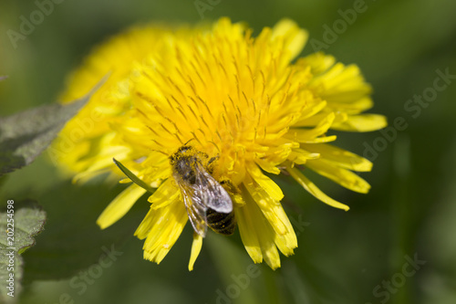 Fototapeta Naklejka Na Ścianę i Meble -  Meadow with flowering Dandelions 