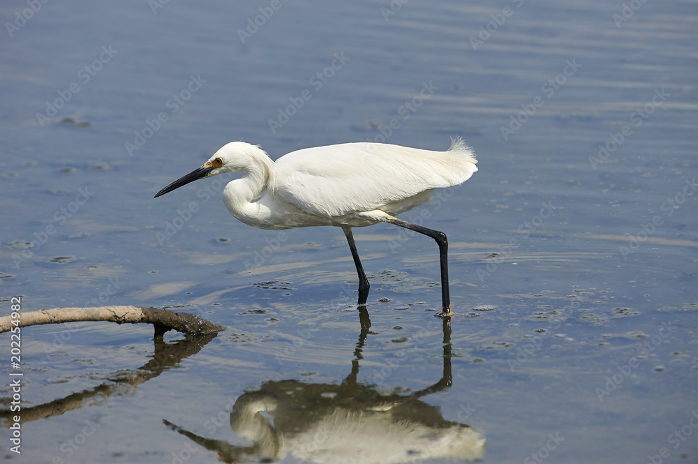 Snowy Egret (Egretta thula) foraging along Lake Chapala, Ajijic, Jalisco, Mexico Snowy Egret (Egretta thula) foraging along Lake Chapala, Ajijic, Jalisco, Mexico