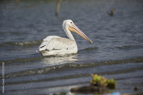 American White Pelican (Pelecanus erythrorhynchos) swimming, Lake Chapala, Jocotopec, Jalisco, Mexico photo