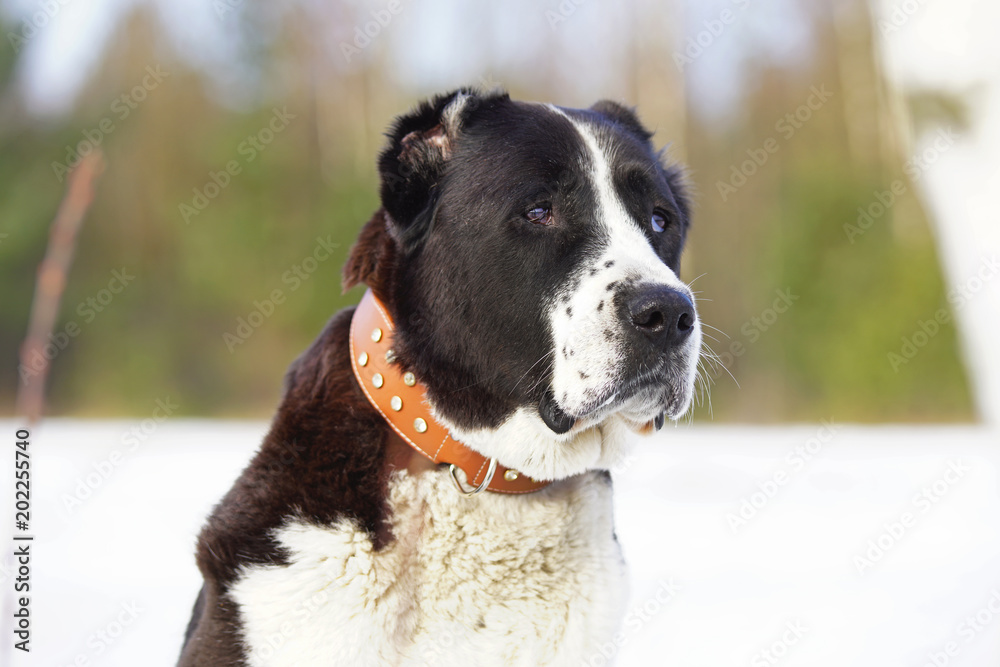 The portrait of a black and white Central Asian Shepherd (Alabai dog) with cropped ears wearing a leather collar and posing outdoors in winter
