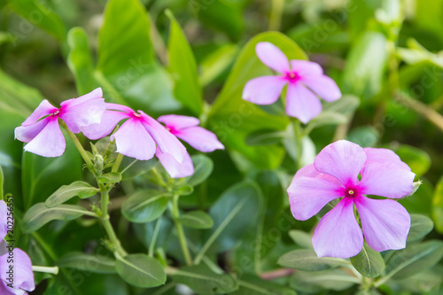 beautiful pink vinca flowers madagascar periwinkle 