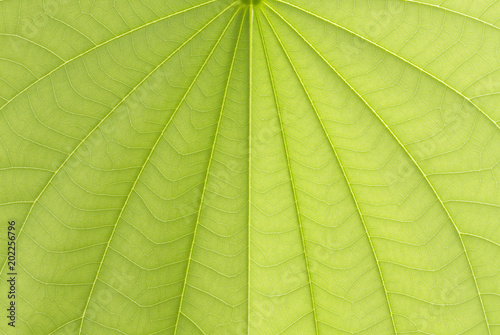 Green bauhinia leaf texture or background