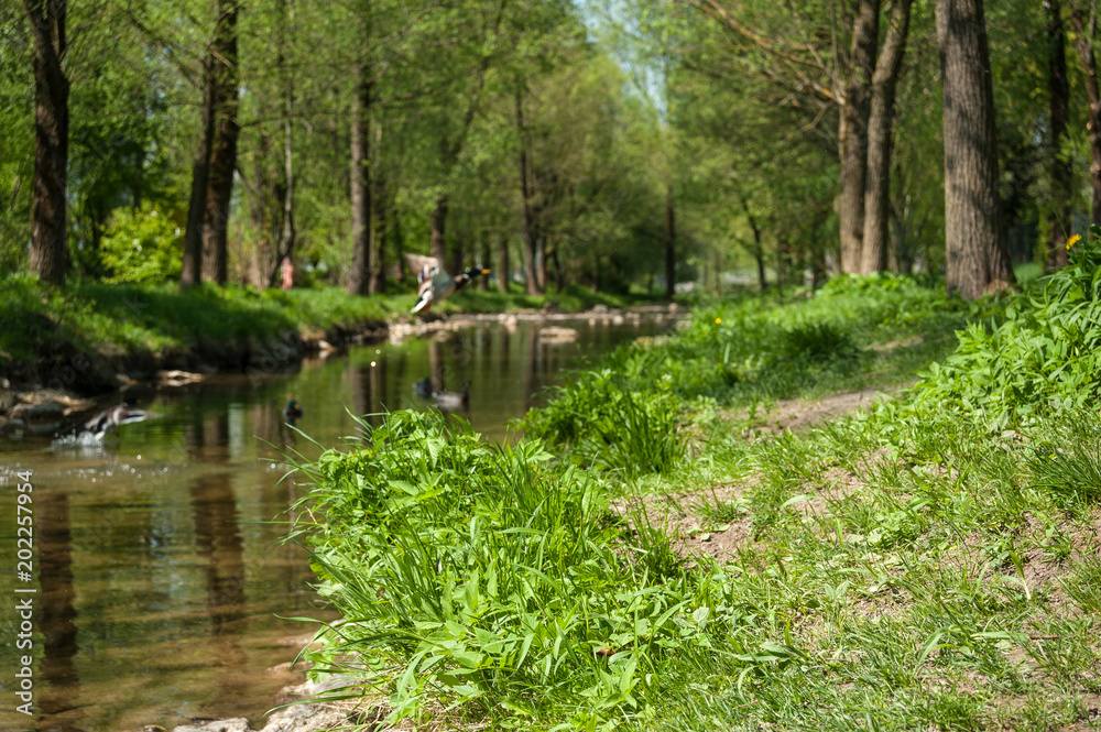Salzburg, Alterbach, Sommer, Frühling, Österreich Salzburg, Alterbach, Sommer, Frühling, Österreich