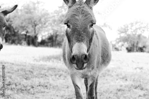 Mini donkey in black and white standing in rural farm pasture.