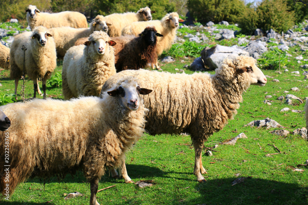 Obraz premium sheep flock to the mountain