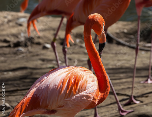 Flamingos