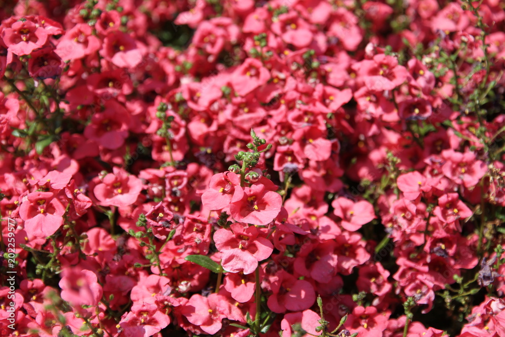 春の花 春の花