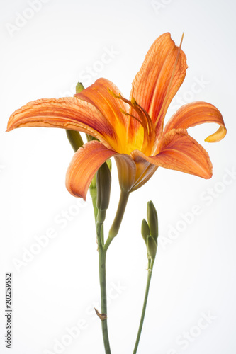 Orange Lily Close Up
