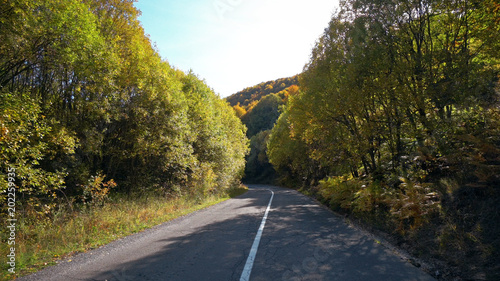 Fast sport drive on rural road with trees passage tunnel