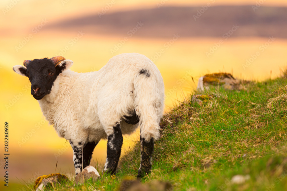 Fototapeta premium Young horned lamb grazing