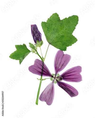 Pressed and dried flower lavatera, isolated on white