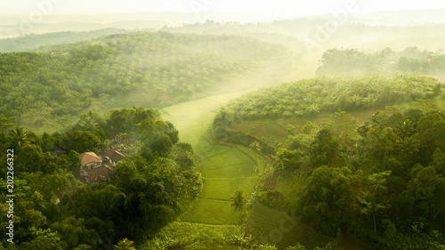 View of palm oil plantation and rice field © Creativa Images