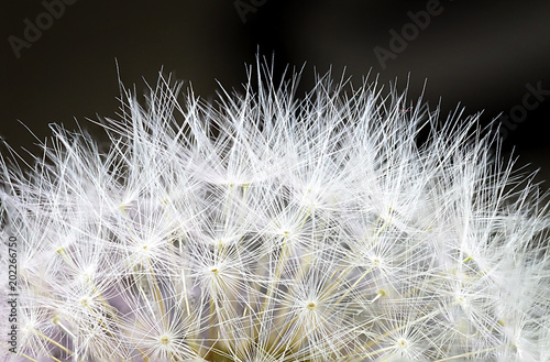 Macro photo of a partial view of dandelion on black background