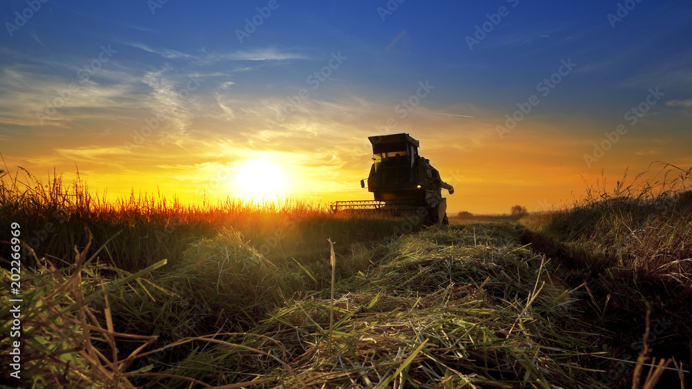 Fototapeta premium Combine, field and sunrise. Reach success in agribusiness