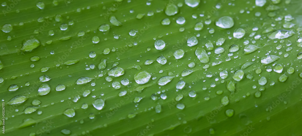 Sparkling Rain Water droplets on Green Leaf