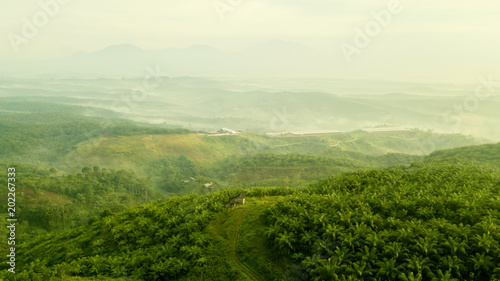 Landscape of green palm oil plantation hills photo