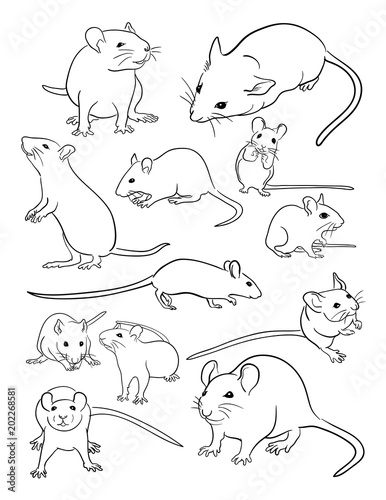 Mice line art. Vector, illustration. Good use for symbol, logo, web icon, mascot, coloring, sign, or any design you want.
