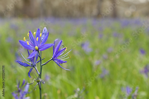 Closeup of blue Camas (Camassia Leichtlinii) flowers with selective focus