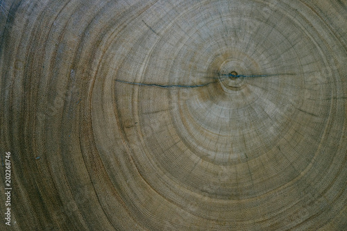 Wood aged ring texture 