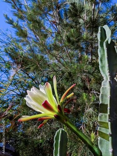 Arizona spineless cactus night blooming flower is about to close for the day in early Spring morning (also known as Arizona Queen of the Night, night blooming Cereus or Cyrus) photo