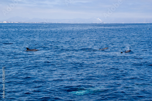 Playful dolphins swimming in open ocean waters near Ventura coast, Southern California