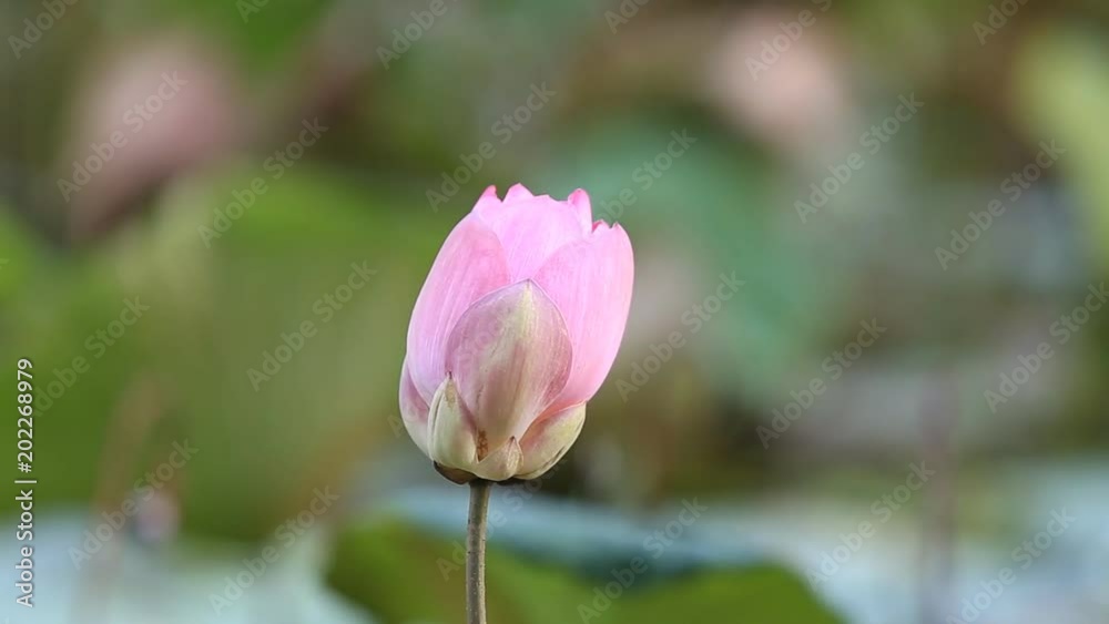 Pink lotus flower in water pond garden decorative Pink lotus flower in water pond garden decorative