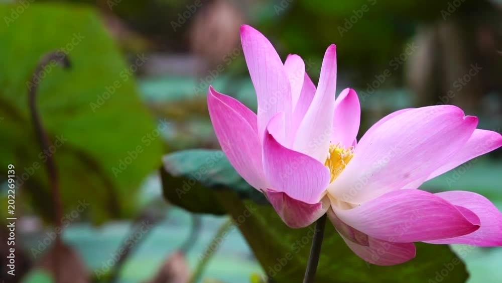 Pink lotus flower in water pond garden decorative Pink lotus flower in water pond garden decorative