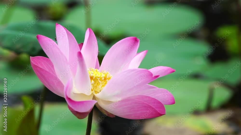 Pink lotus flower in water pond garden decorative Pink lotus flower in water pond garden decorative
