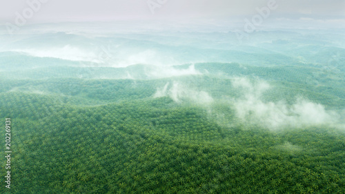 Aerial view of green palm oil plantation photo