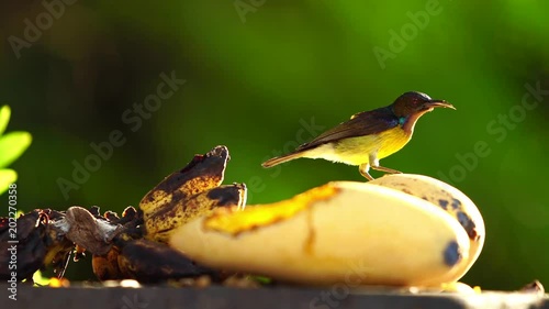 4K Resolution : A small bird eating yellow mango fruit on tree