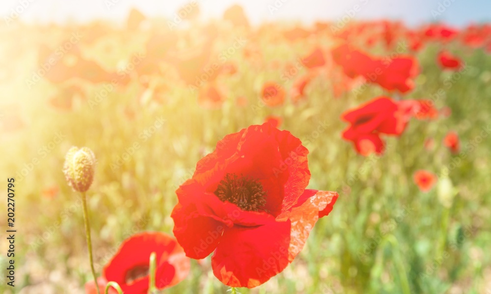 Fototapeta premium Flower.