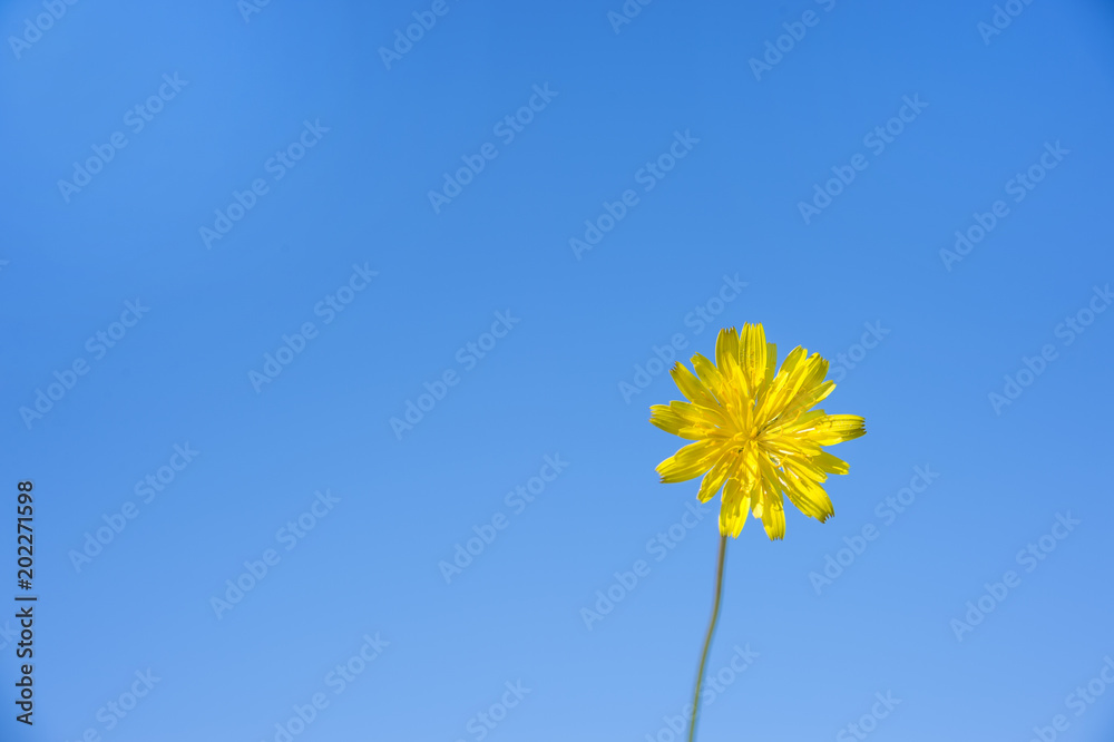 Fototapeta premium 黄色の花