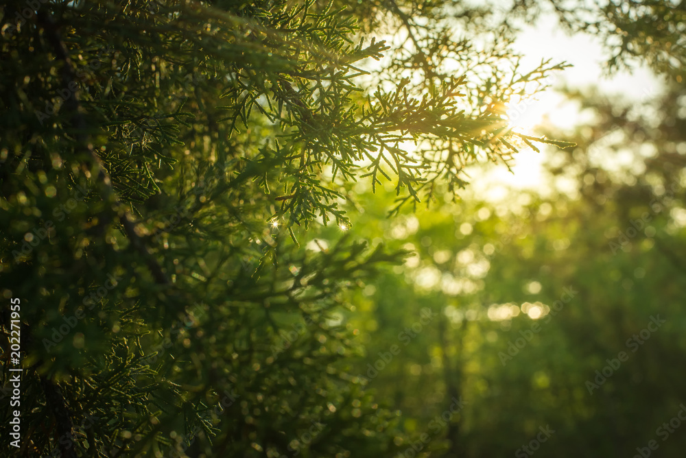 Fototapeta premium Forest Gleaming