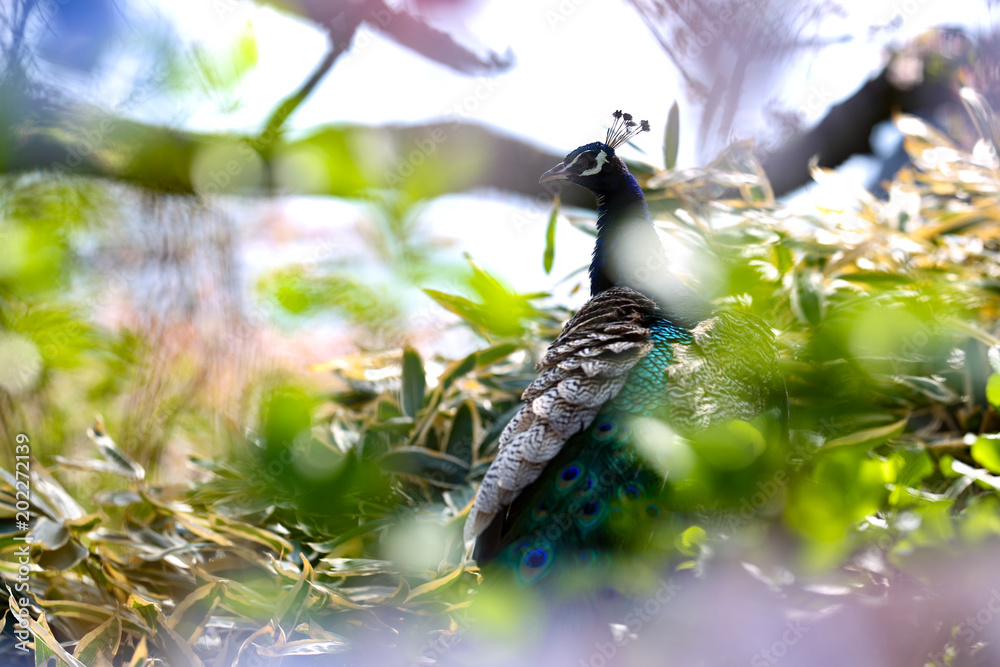 Obraz premium たたずむ孔雀