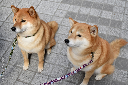 柴犬・おすわり・複数
