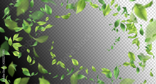 Green Flying Leaves